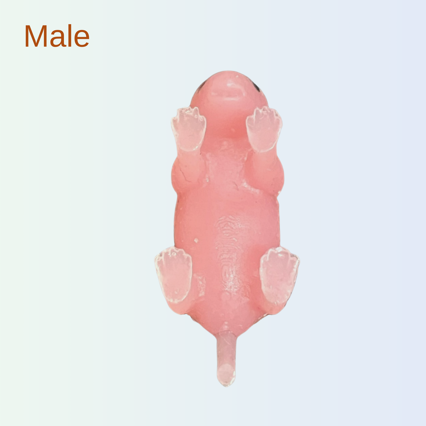 Teenie Mouse - Neonatal Mouse Simulators (Available for Pre-Order)