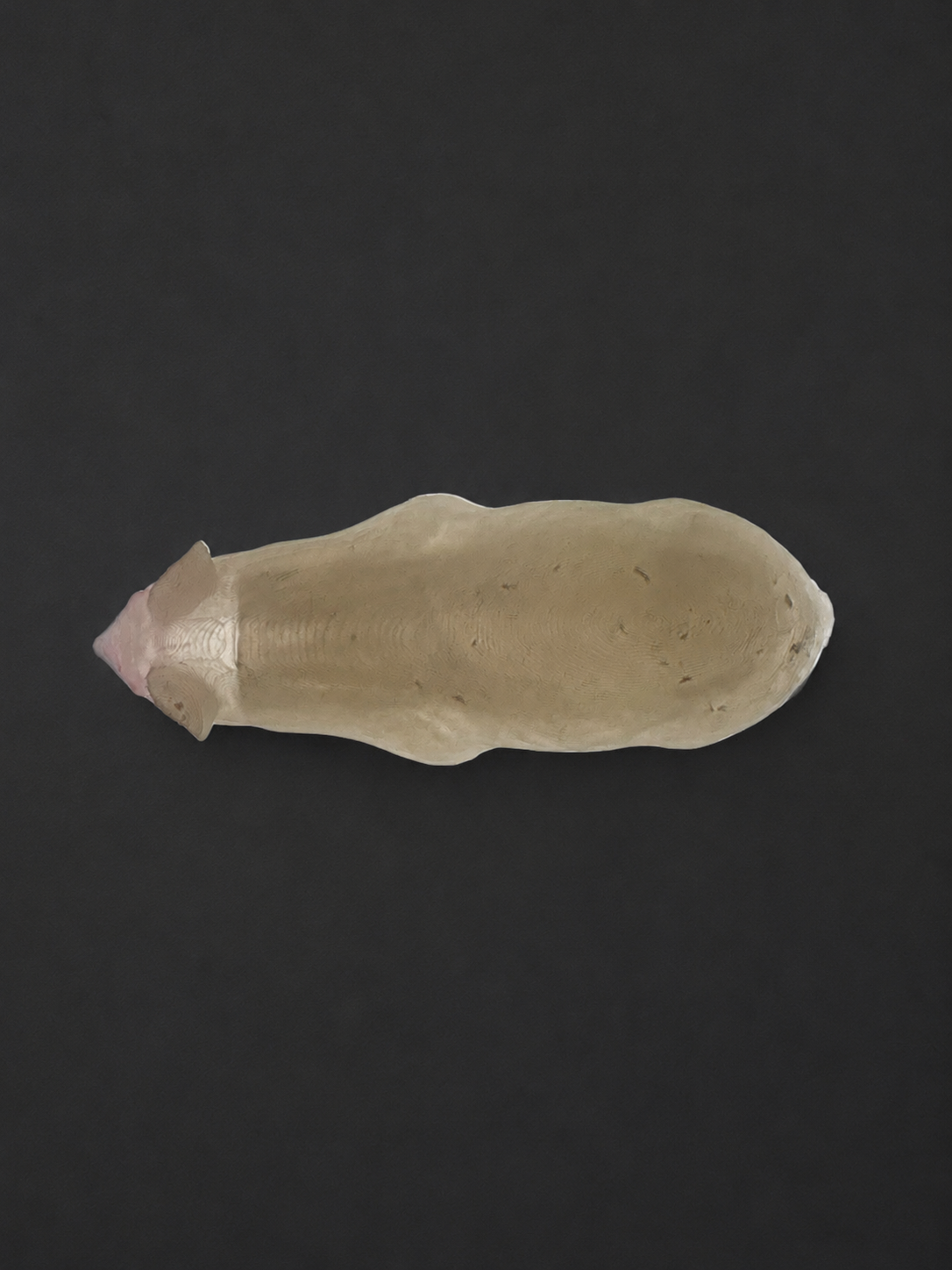 Humaneway LaboPal Full Body Mouse Simulator - Transparent Skin Type